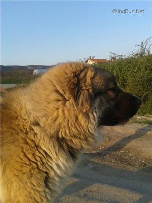 Dog Photo