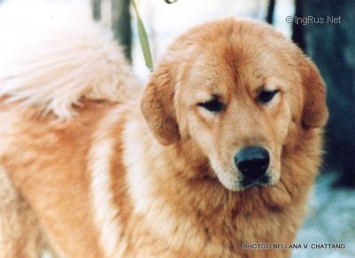 Dog Photo