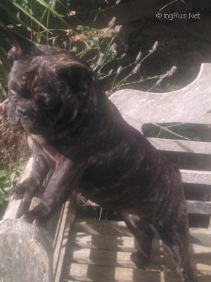 Dog Photo
