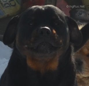 Dog Photo