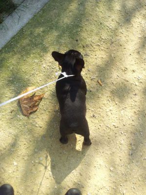 Dog Photo