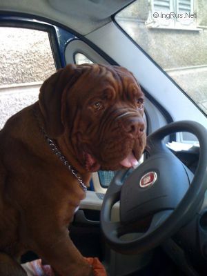 Dog Photo