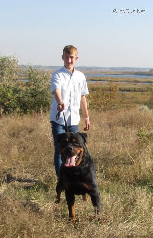 Dog Photo