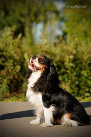 Dog Photo