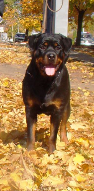 Dog Photo
