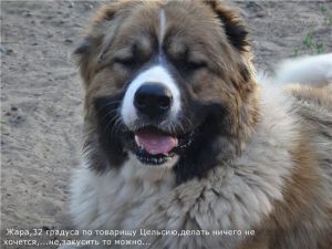Dog Photo