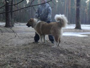 Dog Photo