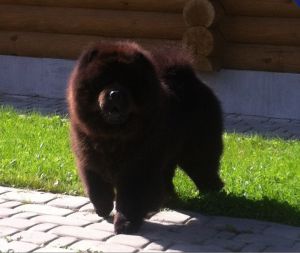Dog Photo