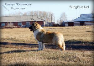 Dog Photo