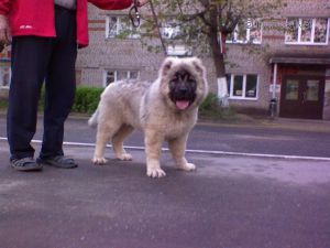 Dog Photo