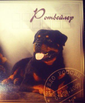 Dog Photo