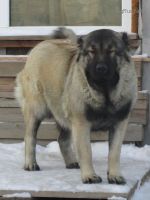 Dog Photo