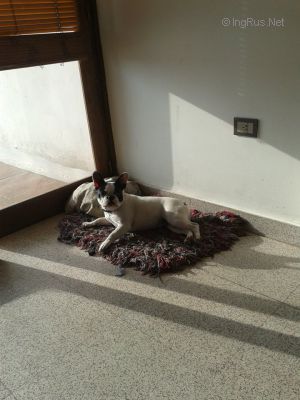 Dog Photo