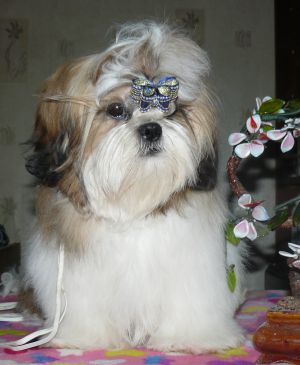 Dog Photo