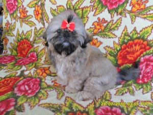 Dog Photo
