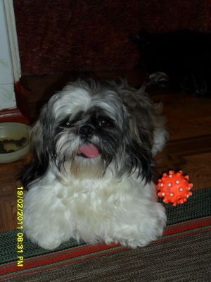 Dog Photo
