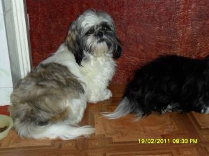 Dog Photo