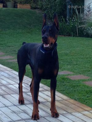 Dog Photo