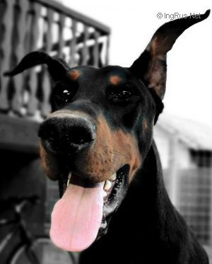Dog Photo