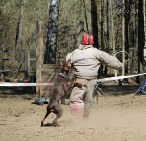 Dog Photo