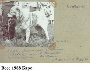 Dog Photo