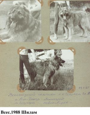 Dog Photo