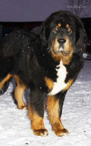 Dog Photo