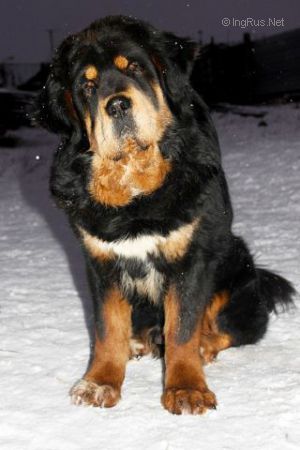 Dog Photo