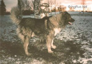Dog Photo