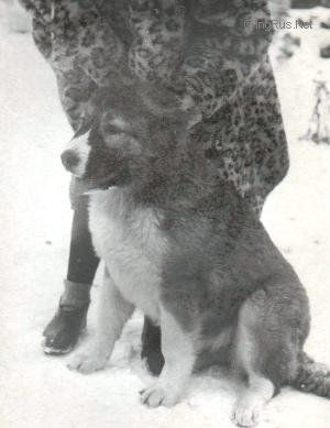 Dog Photo