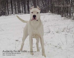 Dog Photo