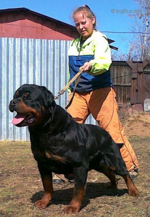 Dog Photo