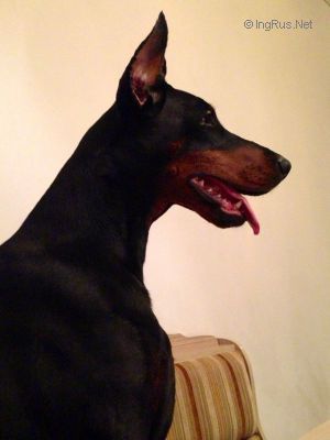 Dog Photo