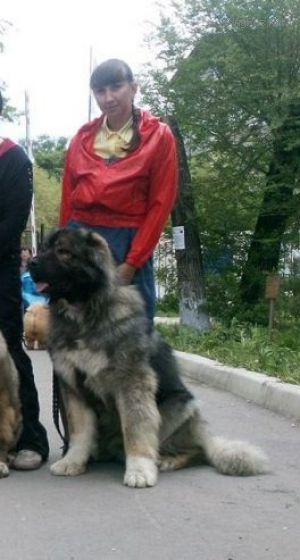 Dog Photo