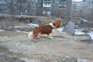Dog Photo