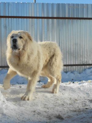 Dog Photo