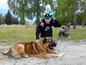Dog Photo