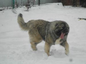 Dog Photo