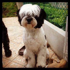 Dog Photo
