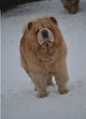 Dog Photo