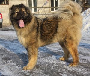 Dog Photo