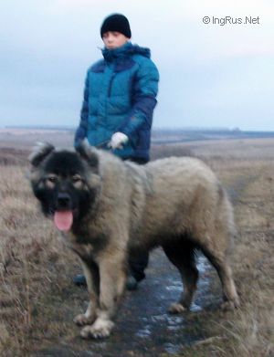 Dog Photo