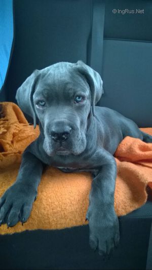 Dog Photo