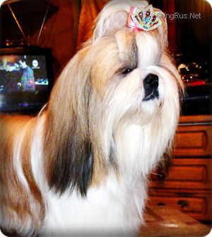 Dog Photo