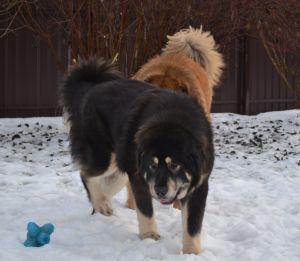Dog Photo