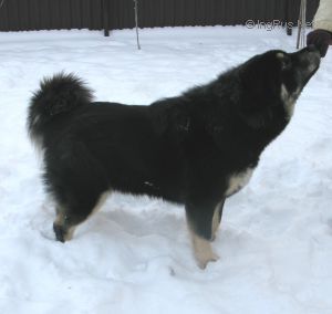 Dog Photo