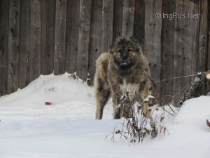 Dog Photo