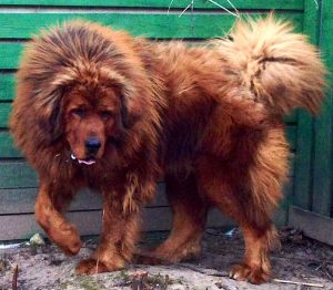 Dog Photo