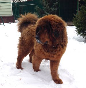 Dog Photo