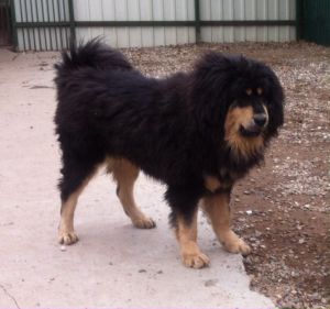 Dog Photo
